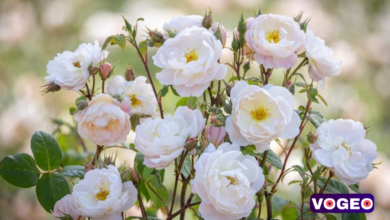 David Austin Roses