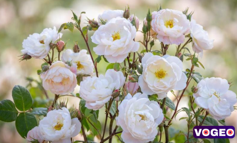 David Austin Roses