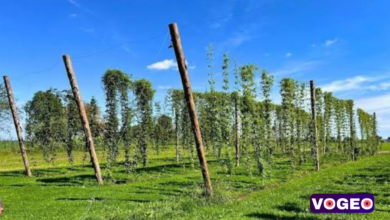Hop Farm