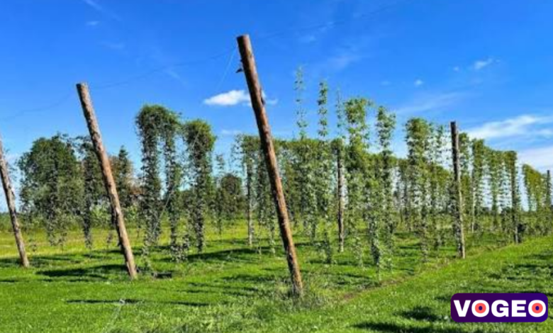 Hop Farm