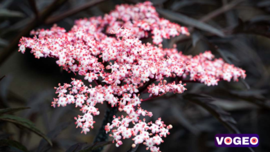 Sambucus Nigra