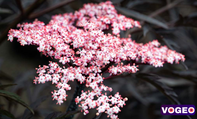 Sambucus Nigra